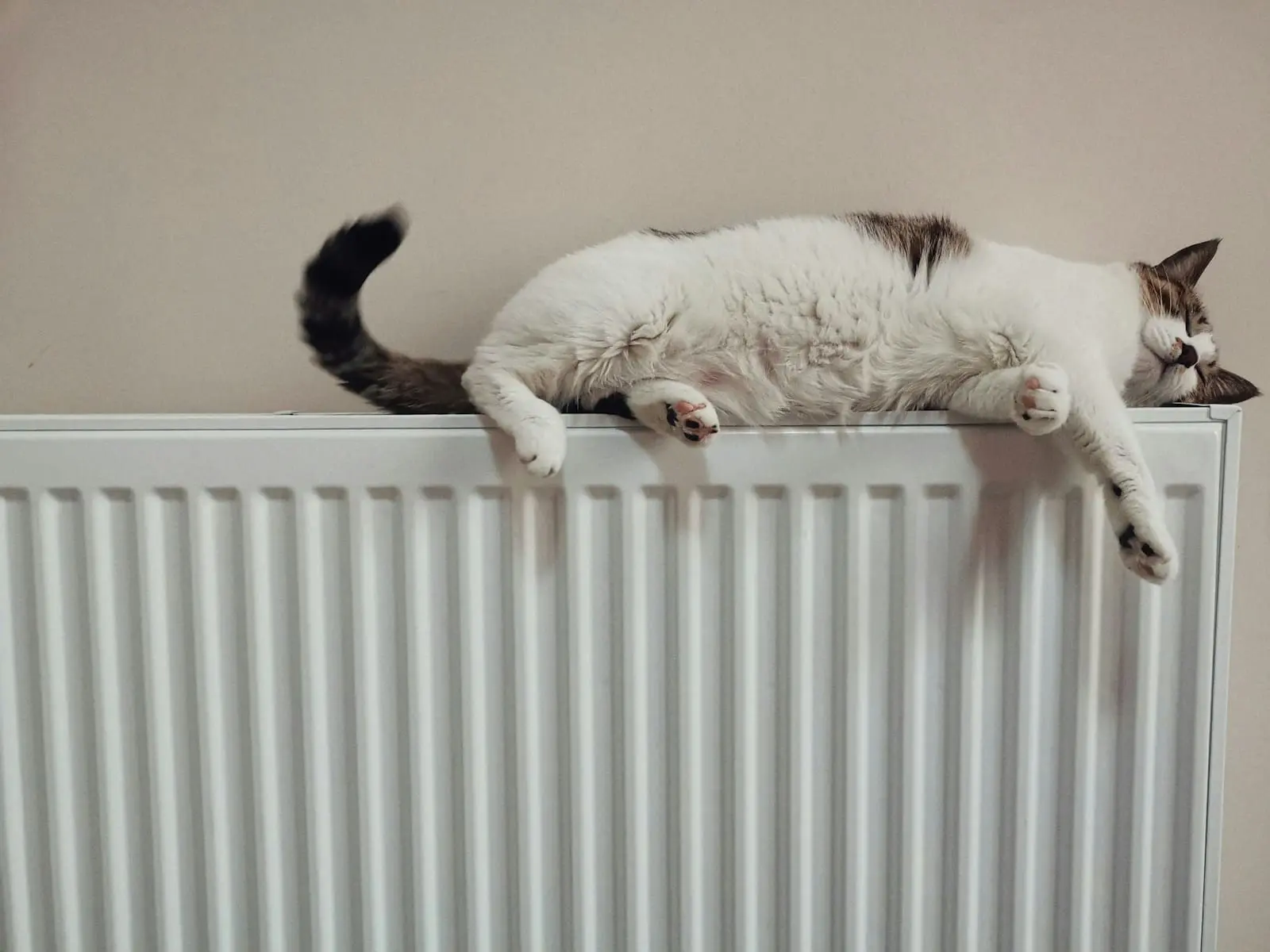Photo by he gong white and black cat on white radiator heater